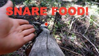 Survival Small Game Snare!