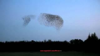 Tanz der Stare - Dance of the starlings