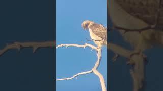 swainsons hawk #hawk #birding #birdtube #swainsonshawk wildlife #nature