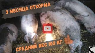 Три месяца откорма свиней, средний вес 103 кг