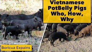 Vietnamese Pigs Continue Their Invasion in Puerto Rico Guidance and Precautions (Who, How and Why)