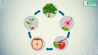 Sexual Reproduction in Plants  | #treelifecycle, #flower to fruit | learn with #letsgrowup