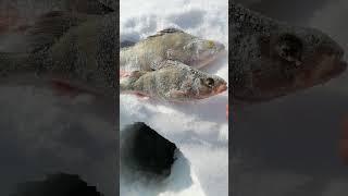 Продам двух окуней срочно  #wildanimal #рыбалканаозере #рыбалка  #fishing  #animalphotography #fish