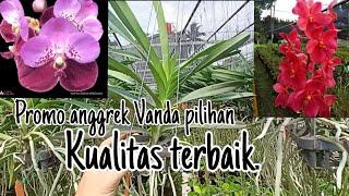 Promo anggrek Vanda super spesial.