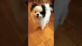 Hi I’m Sushi #dog #pomeranian