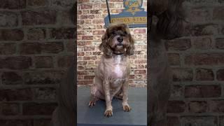 Doggy Daily Episode 220: Albie the Cockapoo  #cockapoo