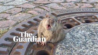 Fat rat stuck in manhole cover rescued by German firefighters