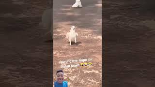 Burung Unik Di Dunia #lucu #funny #ngakak #animals