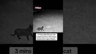Reconnaissance mission activated! Recon cat helps LGD pinpoint coyotes