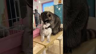 Raccoon washing cookies #cute #animal