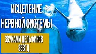 Исцеление нервной системы  звуками дельфинов► 888Гц