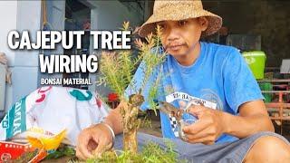 CAJEPUT TREE WIRING