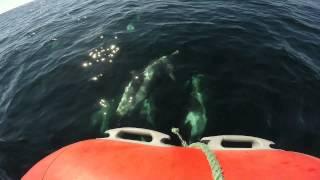 Surrounded by Dolphins in Quirpon Newfoundland