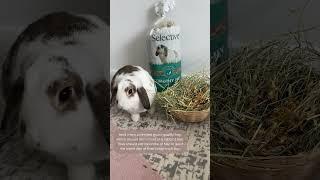 How long do rabbits live for?