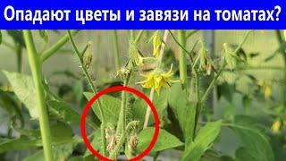 FLOWERS and BINDING on TOMATOES fall? Sprinkle it on the tomatoes