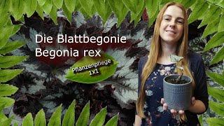 The Rex Begonia| | Plant care 1x1