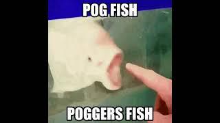 pog fish