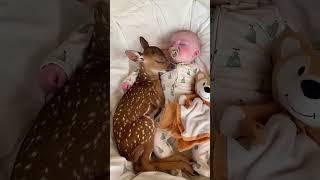 Baby deer #deer #babydeer #short