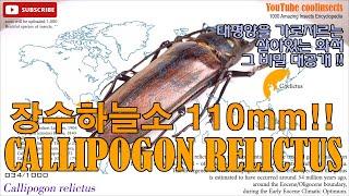 034 Callipogon relictus 장수하늘소.