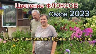 Цветение ФЛОКСОВ. В саду Самойленко Ирины и Сергея. Сезон 2023