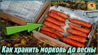 Маленькая ХИТРОСТЬ, которая позволяет мне сохранить МОРКОВЬ ДО ВЕСНЫ в погребе ДАЧНЫЕ СОВЕТЫ