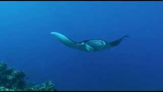 Laros Manta Ray on Reef