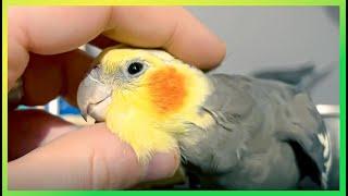 Scritching Cockatiels, Foraging & Singing | The Bird Sanctuary | 3hrs of Happiness