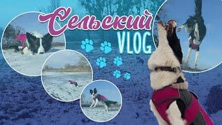 Сельский VLOG ~ У нас будет своя площадка для аджилити