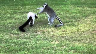 Lemur learns..  DON'T MESS WITH THE CAT!