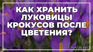 Как хранить луковицы крокусов после цветения? | toNature.Info