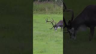 Caribou Arctic Finland #wildlife #Arctic  #finland #scandinavia #europetravel #wildlife