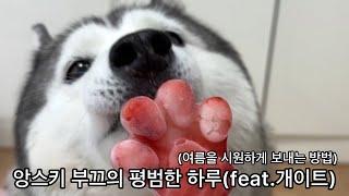 앙스키 부끄의 평범한 하루 (feat.연하남스키와 개이트)