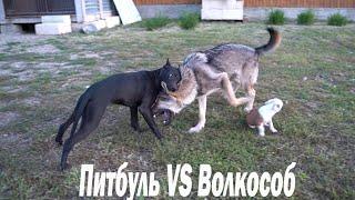 Питбуль VS Волкособ / Алиментные щенки / Игры Питбуля и Волка. Щенки карапузы.