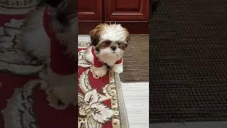 Shih Tzu puppy wants her food