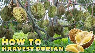 GREAT THAILAND DURIAN FARMING AND HARVEST - KING OF FRUITS