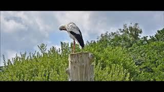 Niendorf/Ostsee   Vogelpark