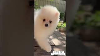 Супер девочка померашка #померанец#pomeranian#померанскийщпиц#puppy#померанцы