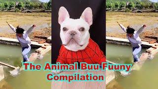 The Animal Buu Compilation | the most Fuuny collection9 #theanimalbuu #dogsofyoutube