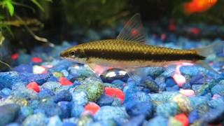 Siamese Algae Eater in freshwater aquarium