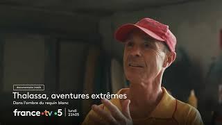 [Bande-annonce] Thalassa, aventures extrêmes : Australie, dans l'ombre du requin blanc