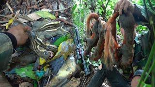 Hunting Birds and Squirrels In The Jungle | Yos hav zoov tua nas tua noog noj txiv