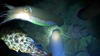 Spearfishing Cuttlefish Hunting at Night