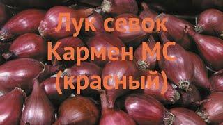 Лук овощной Кармен МС (allium cepa karmen)  обзор: как сажать, лук-севок и чеснок лука Кармен МС