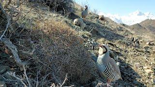 Partridge hunting Keklik avi Охота кеклики Chukar avi Шикори кабк Keklik sesi شکار کبک Kabk shikar