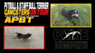 Pitbull and Staff Bull Terrier Gangsters on Tour Thailand