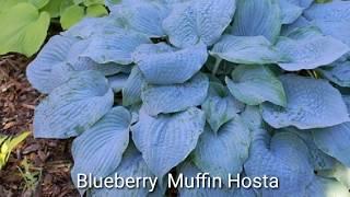 Hosta Plant Varieties /Shade garden plant Hosta