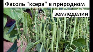 Фасоль кустовая, спаржевая от А до Я.