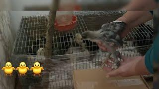 Як ростуть наші курчатка // Переселяю  у більшу клітку.