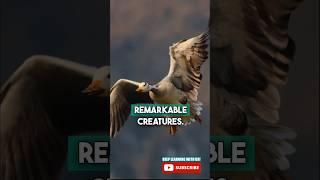 INCREDIBLE BIRD!  #barheadedgoose #goose #birdfact #bird #birdreel #learnwithme #educational