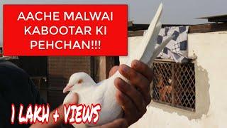 AACHE MALWAI KABOOTAR KI PECHAN !! मलवई कबूतर की पहचान !!